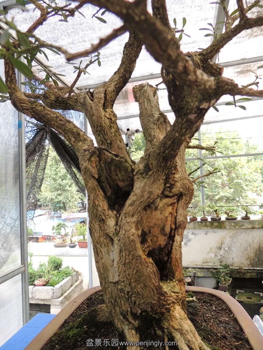 DSCN1345_ת_.jpg