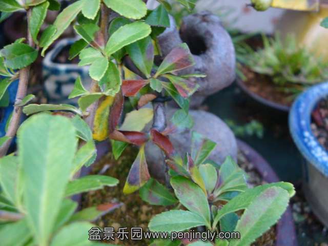 DSC04715.JPG