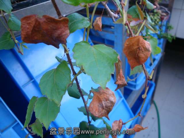 DSC04706.JPG