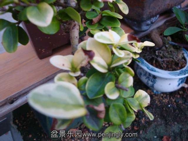 DSC04707.JPG