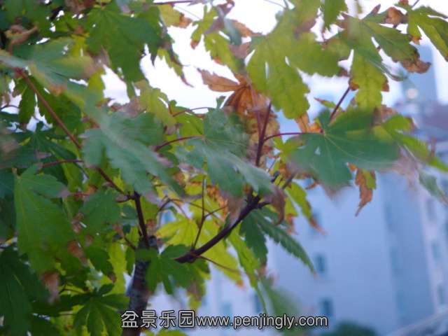DSC04710.JPG
