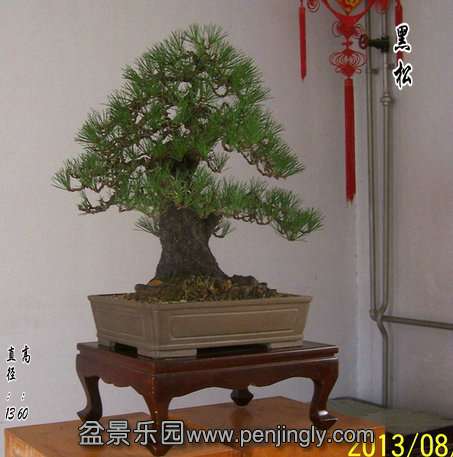 101_8059_.JPG
