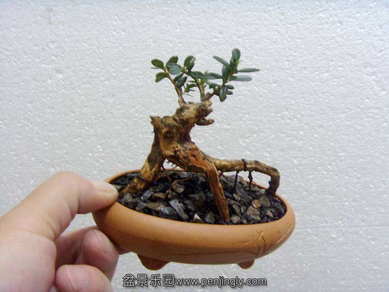 SDC12512_.jpg
