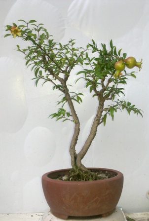 20130817920.jpg