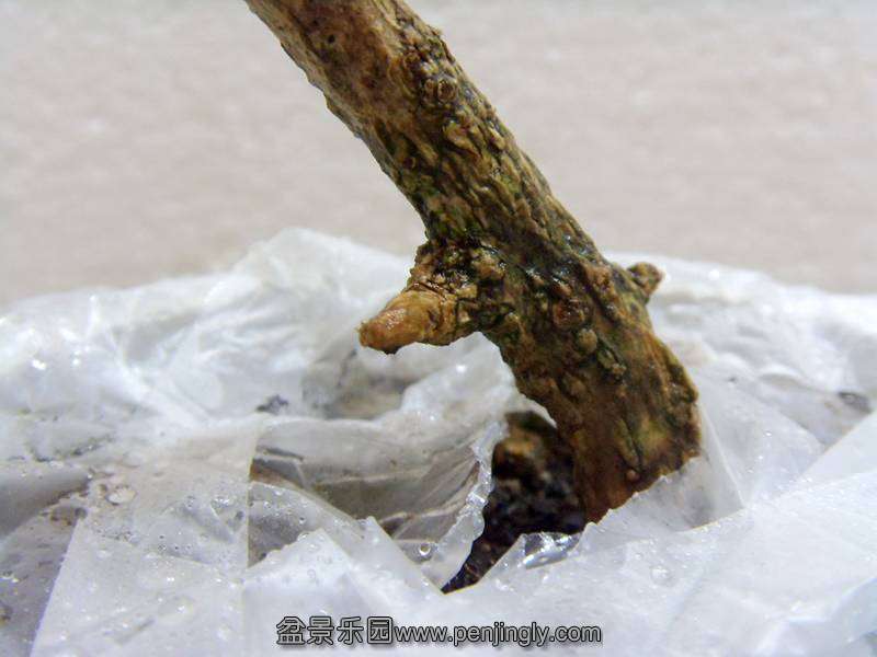 SDC12621_.jpg
