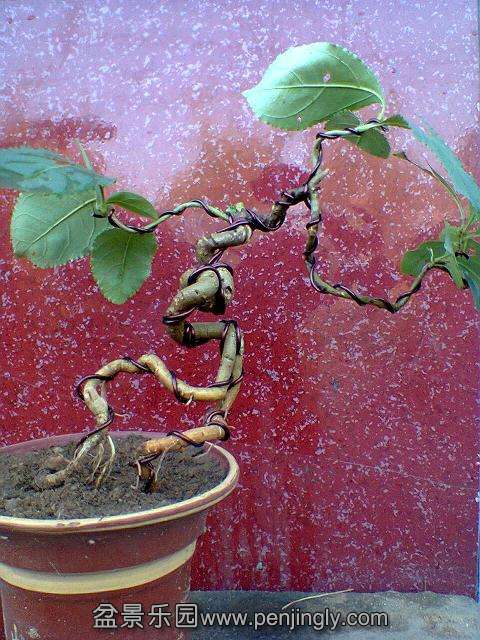 Ƭ0117.JPG