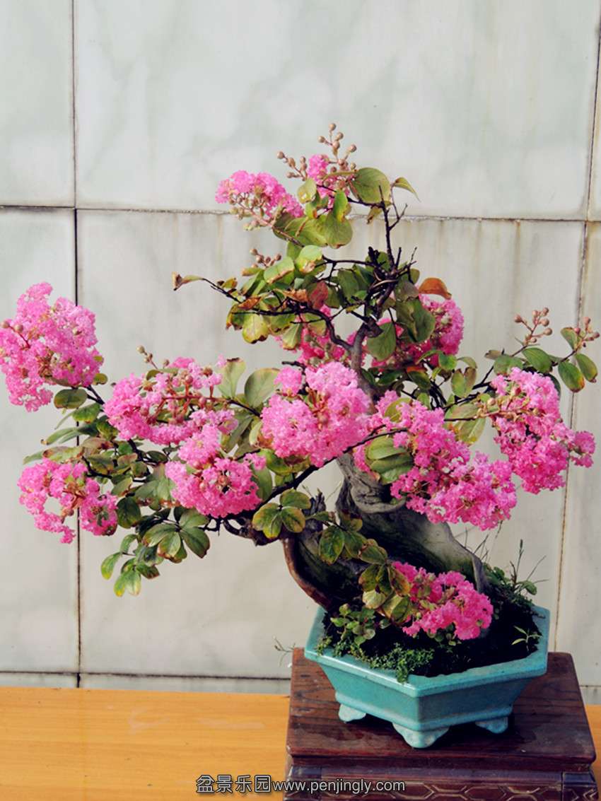 DSCN1329_ת_.jpg