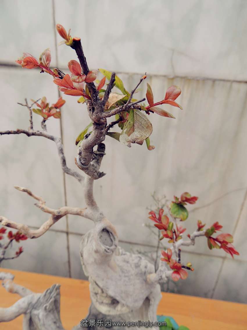 DSCN1491_.jpg