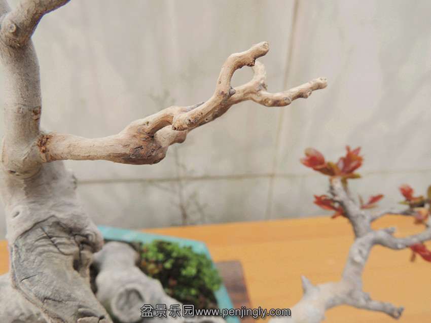 DSCN1495_.jpg