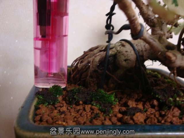 DSC04816.JPG
