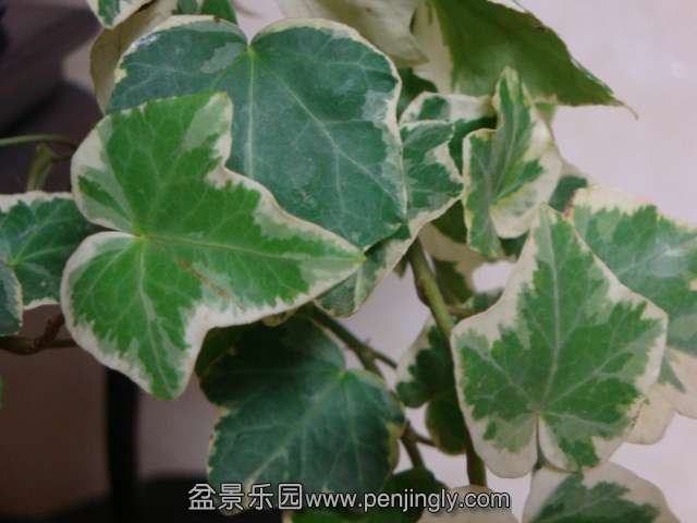 DSC04815.JPG