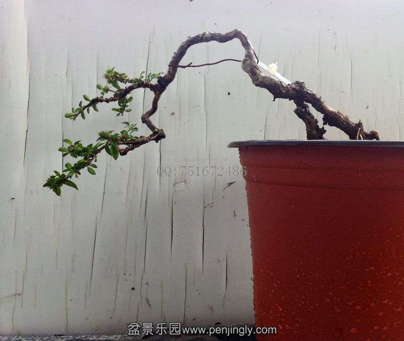 Ƭ 393.jpg