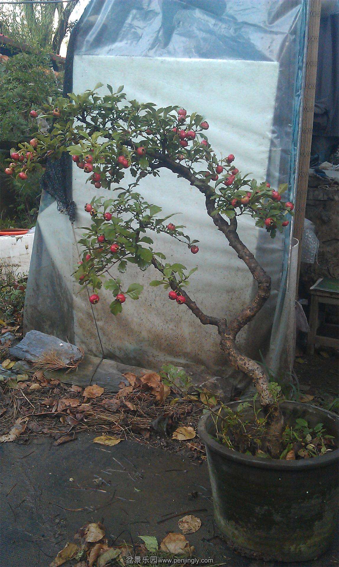 IMAG0185.jpg