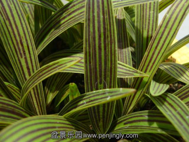 DSC04891.JPG