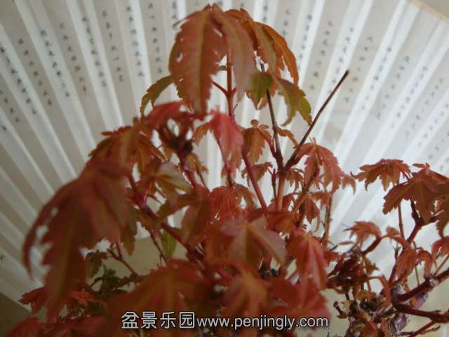 DSC04897.JPG