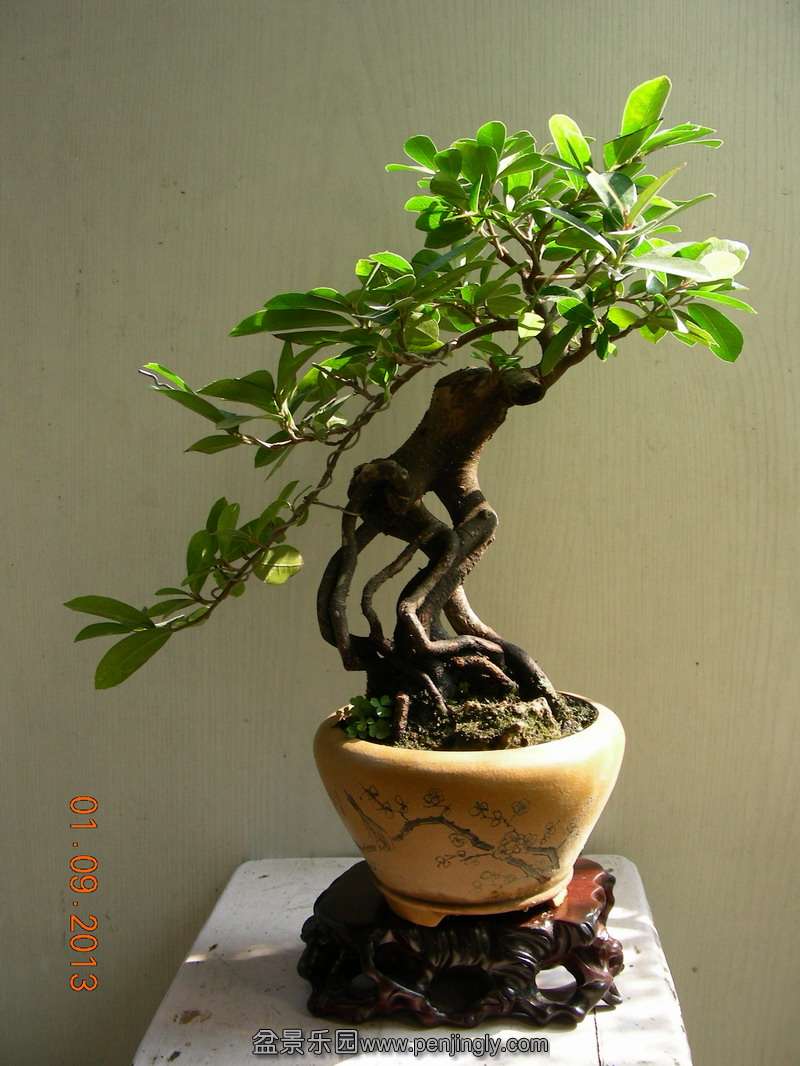 DSCN3530.JPG