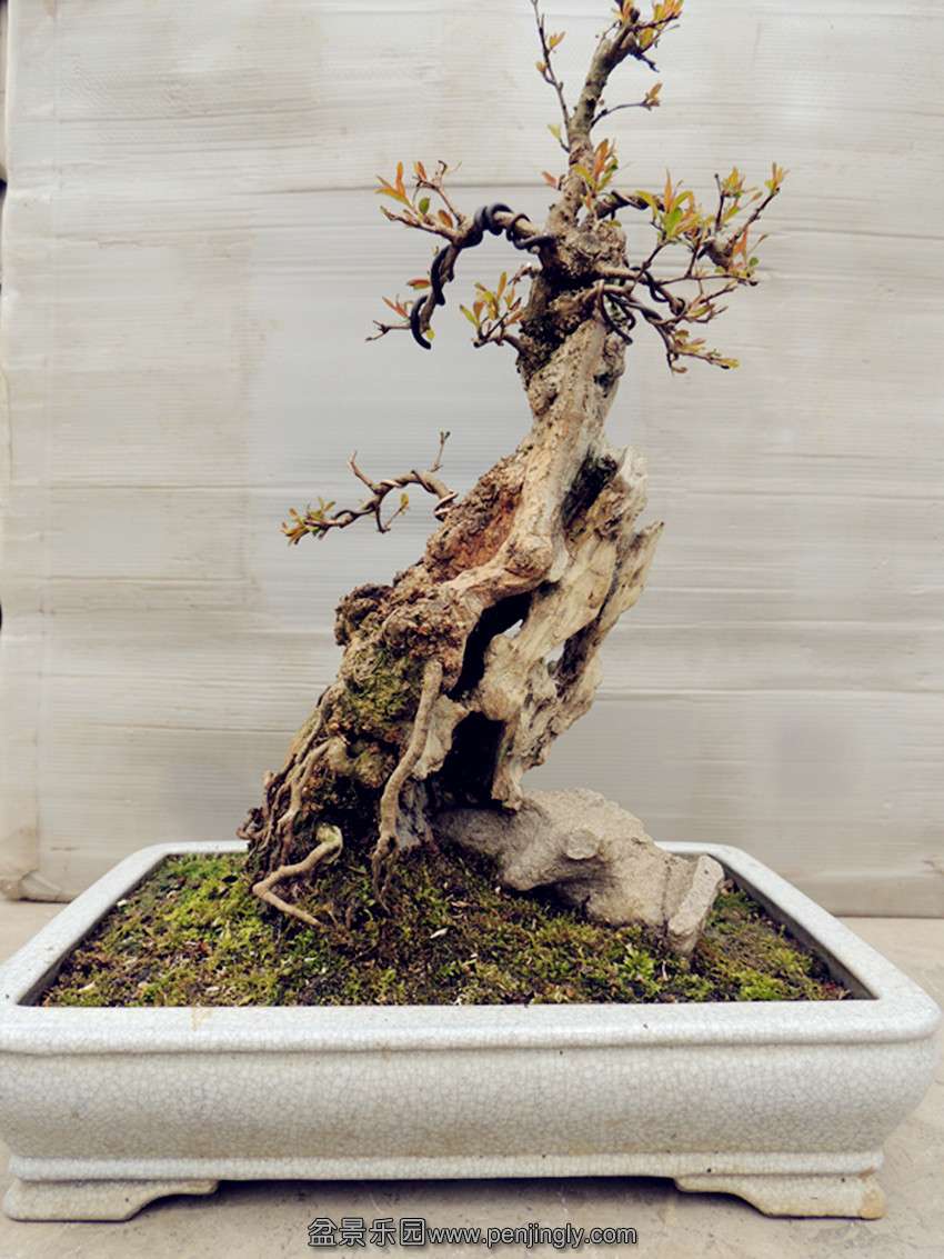 DSCN0746_ת_.jpg
