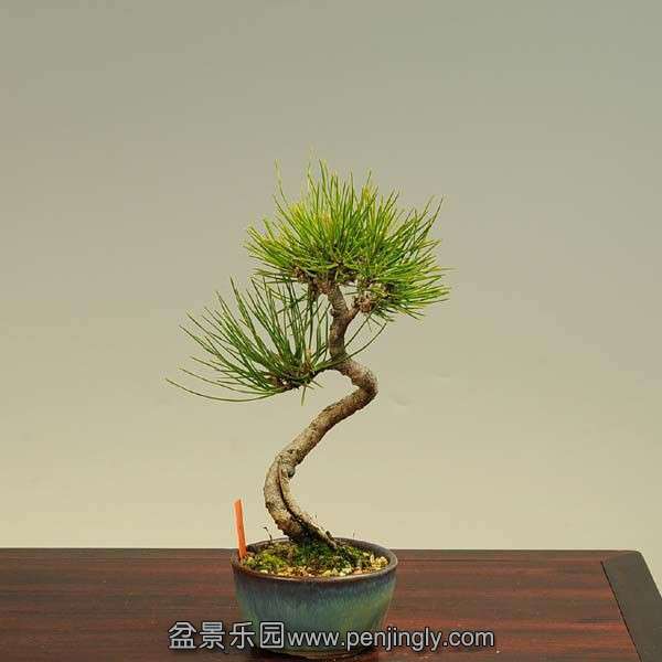 y-bonsai_y3520.jpg