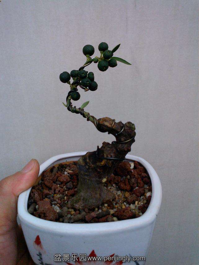 IMG0904102100.jpg