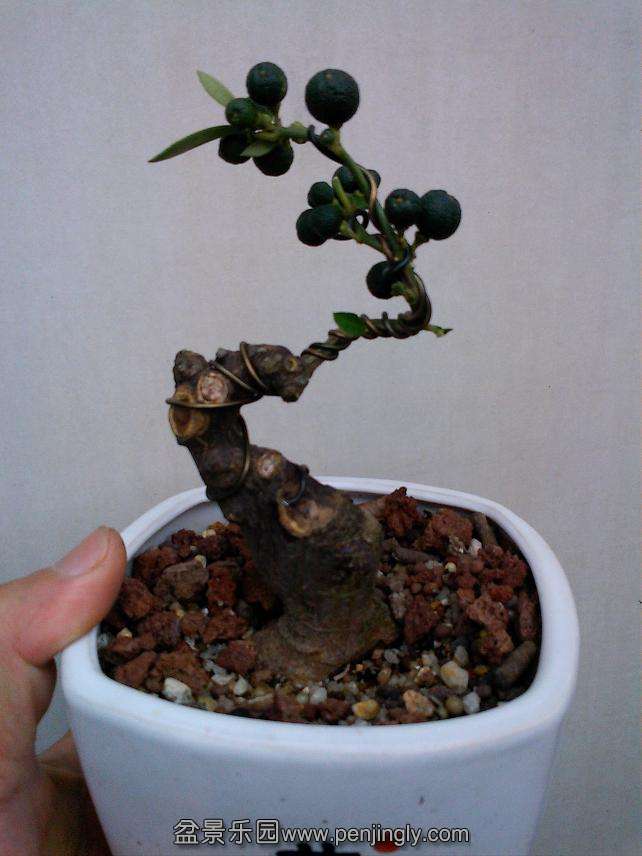 IMG0904102101.jpg