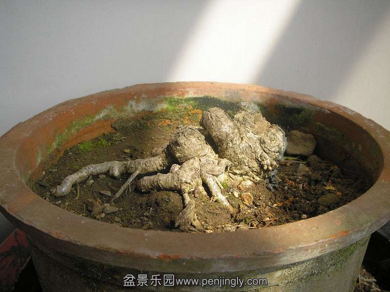 ڶ
