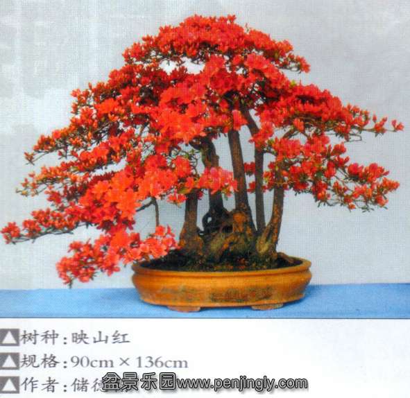 安徽杜鹃花展-储德翰-杜鹃.jpg