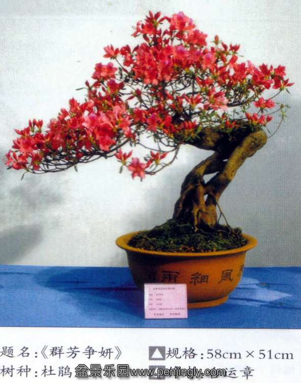 安徽杜鹃花展-台运章-杜鹃.jpg