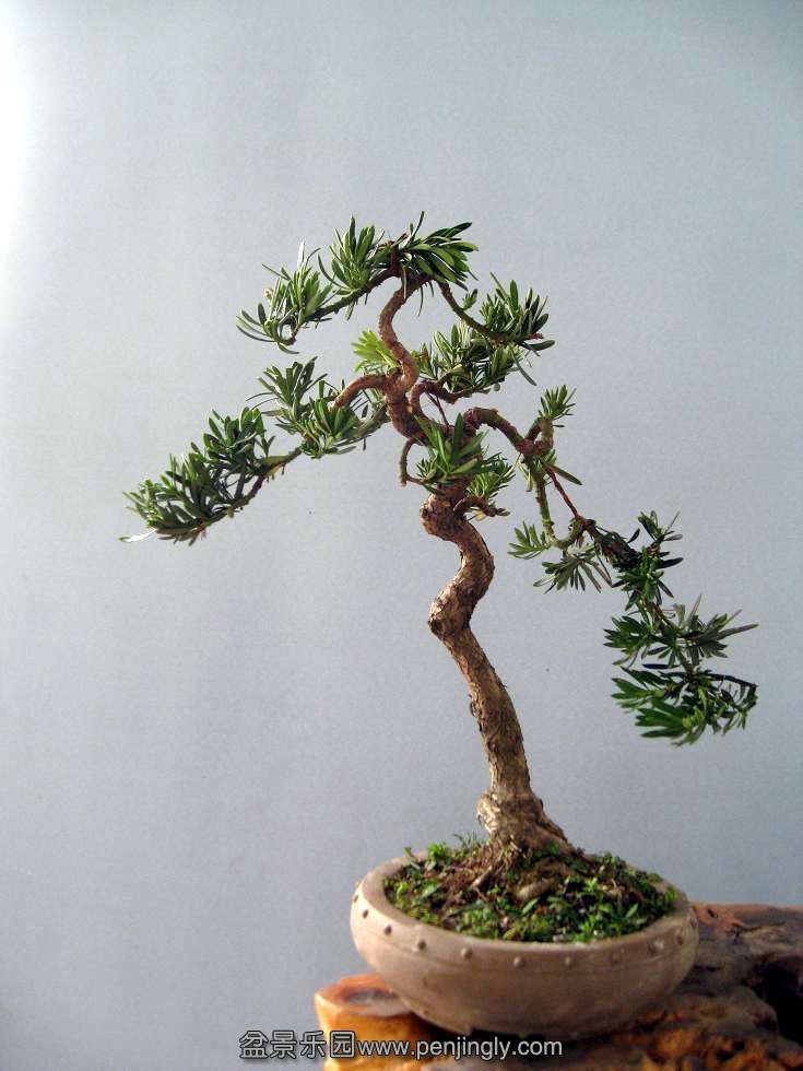 Ƭ 16260.jpg