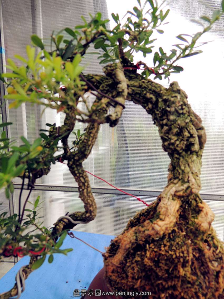 DSCN1544_.jpg