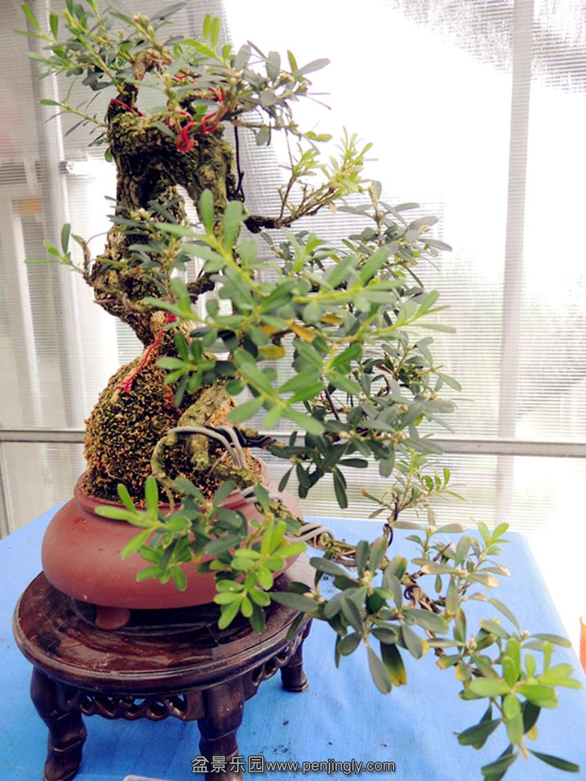 DSCN1550_.jpg