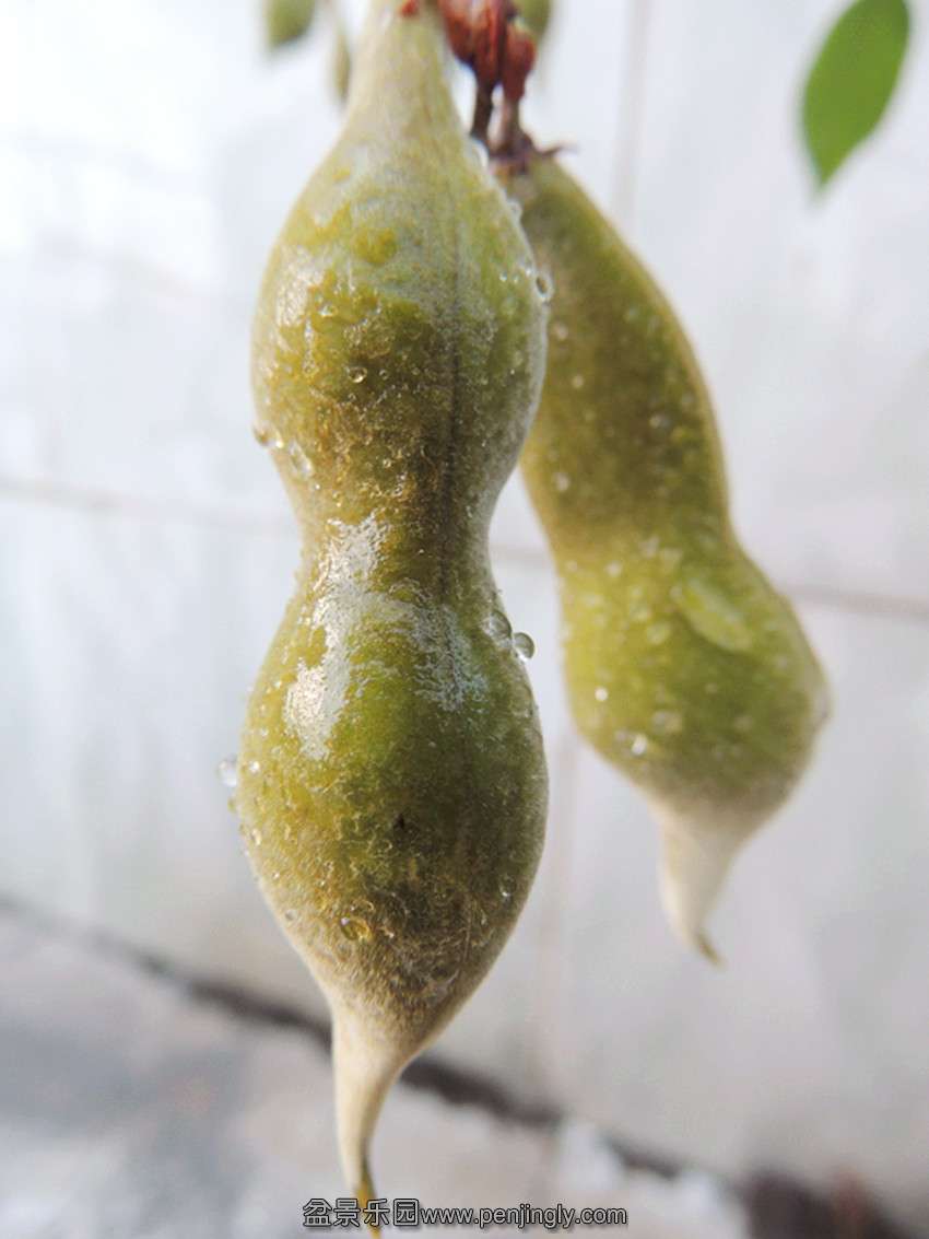 DSCN1403_ת_.jpg