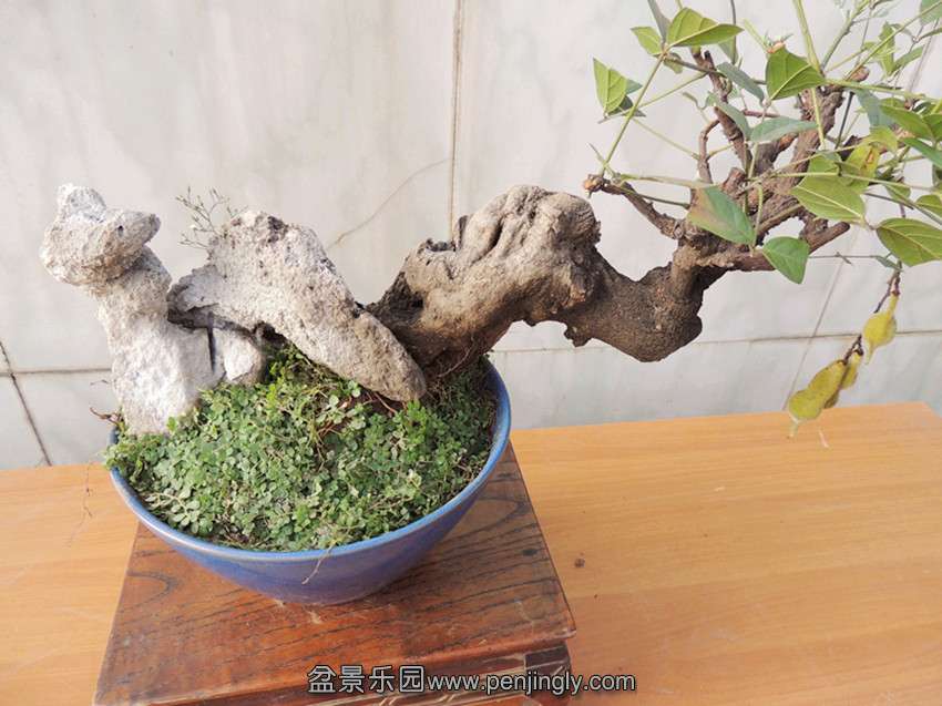 DSCN1590_.jpg