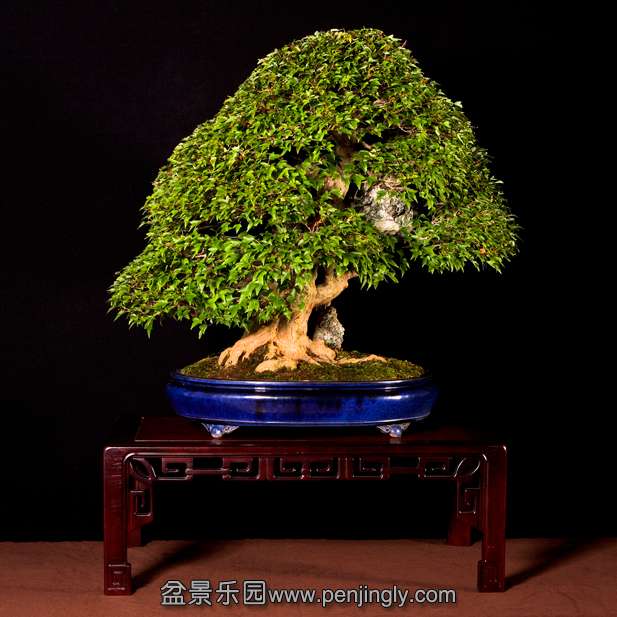 image_1029_bonsai-autumn-2009-ch.jpg