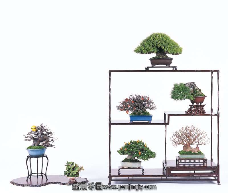 image_1350_shohin-bonsai-of-japan.jpg