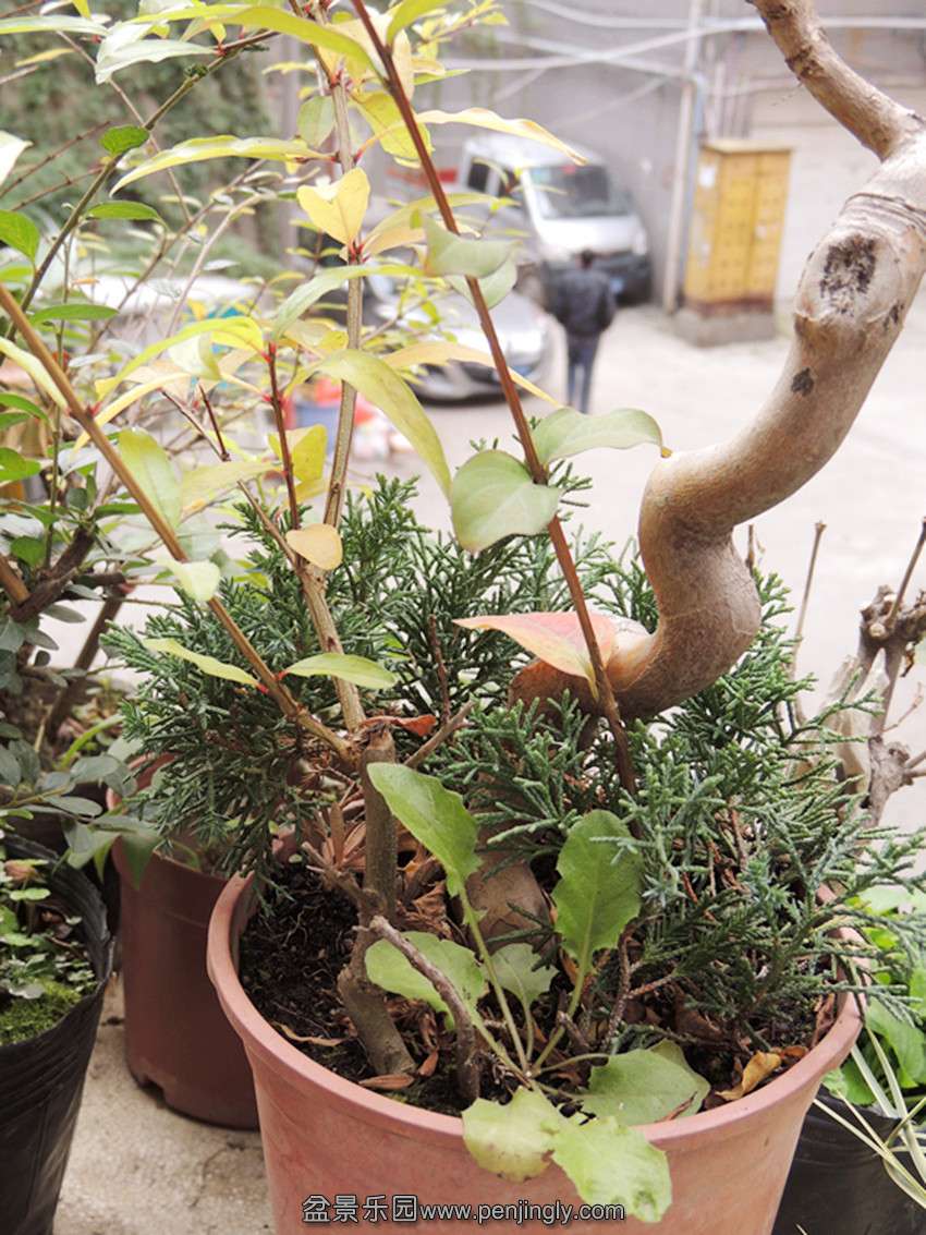 DSCN0241_.jpg