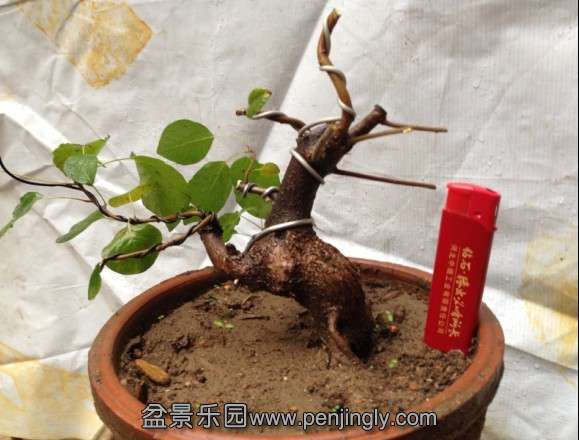 小黄栌.jpg