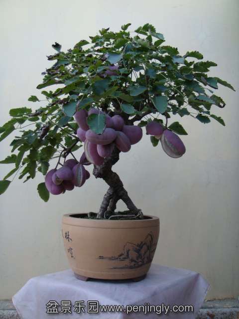 DSC00089.JPG