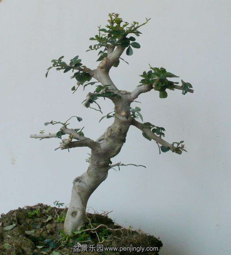 P1100002.JPG