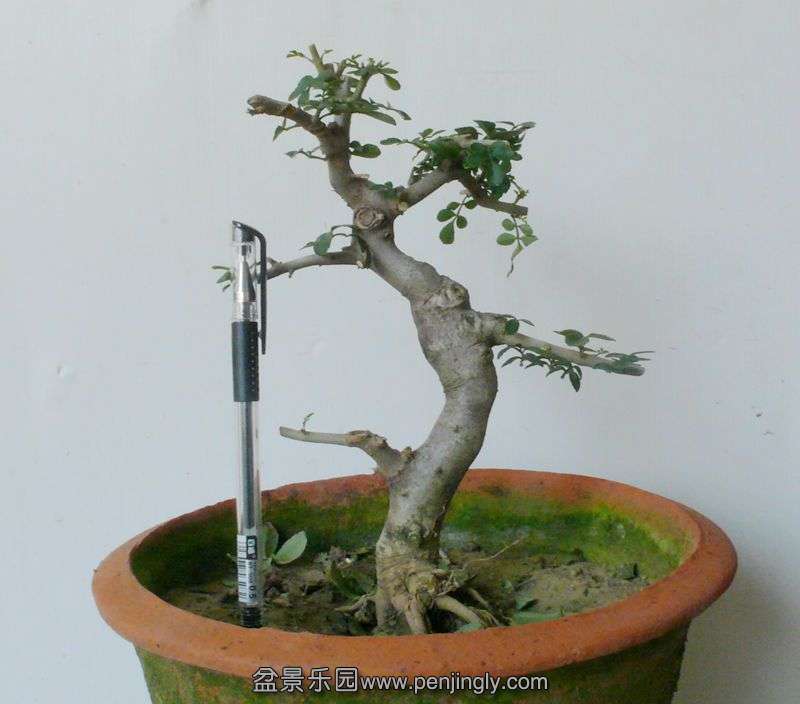 P1100006.JPG