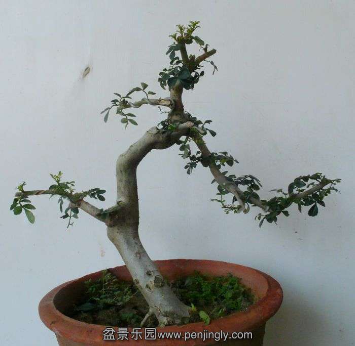 P1100020.JPG