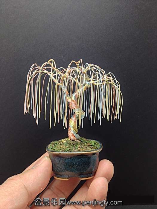 willow_conew1.jpg