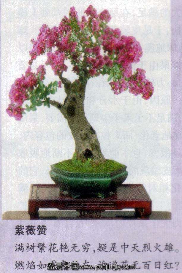 ʫ뾰-ޱ.jpg