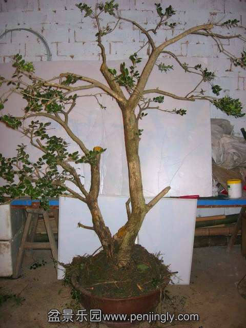 DSCN58250001_.jpg