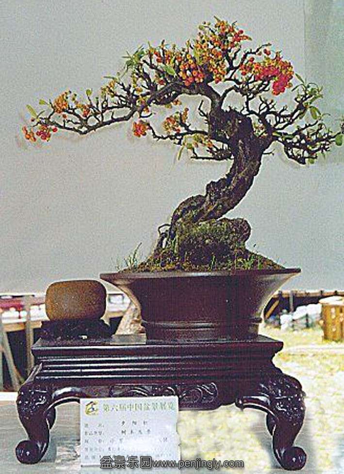 6届中国盆景展览获奖作品-火棘.jpg