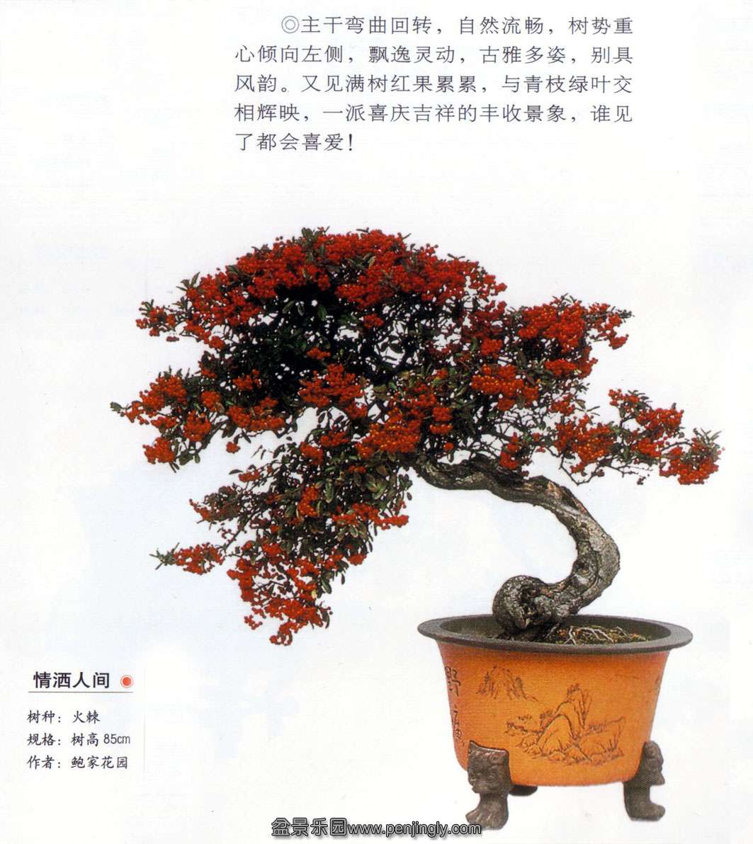 鲍家花园《情洒人间》火棘.jpg