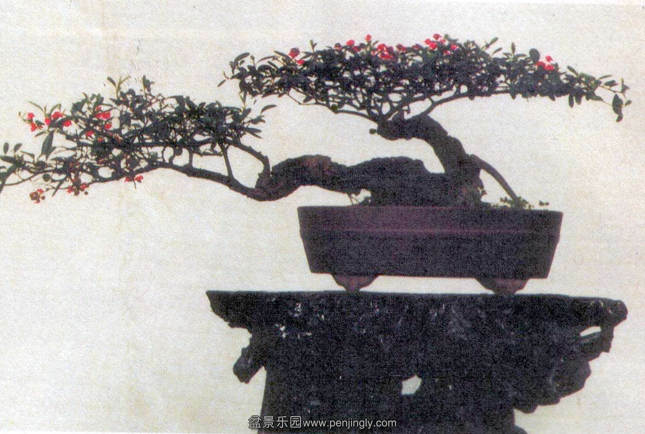蔡大华-火棘.jpg
