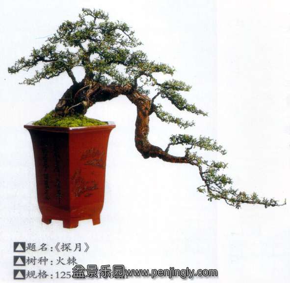 陈帮果盆景-火棘《花木》2012-5.jpg