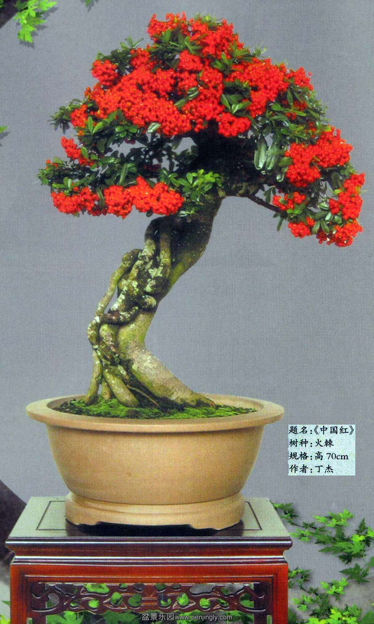 丁杰-火棘 副本.jpg