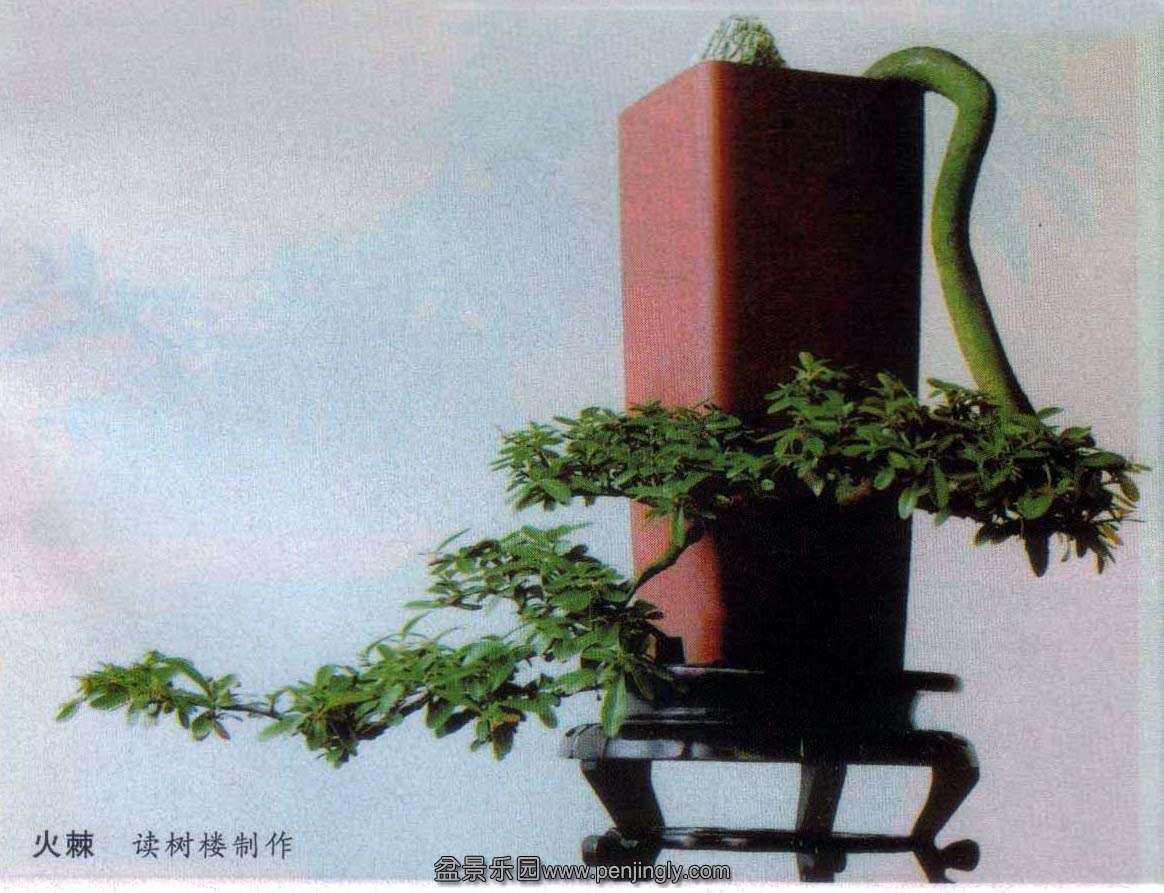 读书楼-火棘.jpg