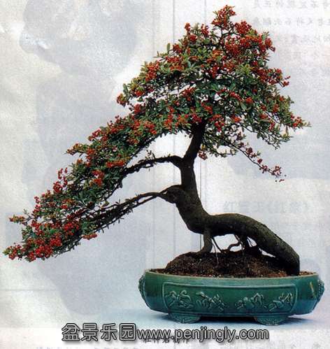 杜仲君-火棘盆景-花卉03-9.jpg